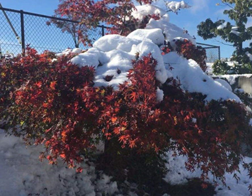 日本艺术留学